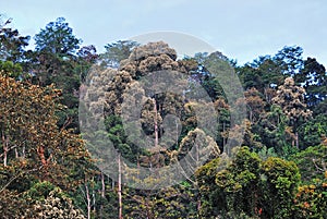 Rainforest in Sabah Borneo