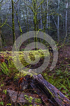 The rainforest scenery from Sequalitchew Creek trail.