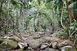 Rainforest serenity