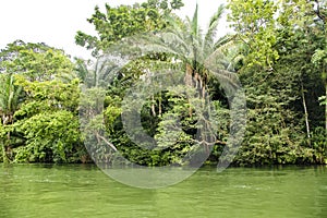 Gatun Lake, lush vegetation on shoreline, Panama photo