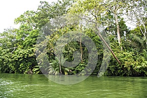 Gatun Lake, lush vegetation on shoreline, Panama photo