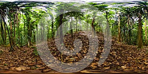 Rainforest in the Sri Lanka. Virtual Reality 360.