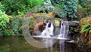 Rainforest Stream