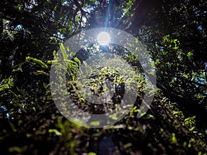 Rainforest of the sun