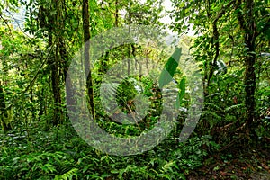 Rainforest in Tapanti national park, Costa Rica
