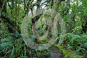Rainforest in Taranaki, North Island, New Zealand