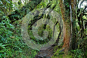 Rainforest in Taranaki, North Island, New Zealand