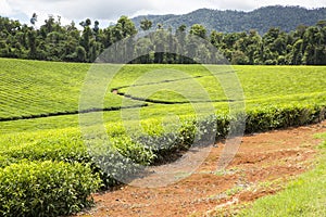 Rainforest Tea Plantation