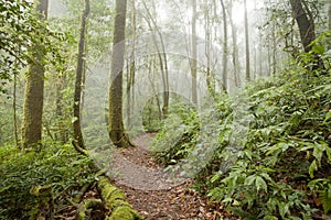 Rainforest travel photo