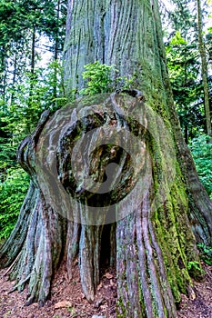 Rainforest Tree with Interesting Large Knotty Growth photo