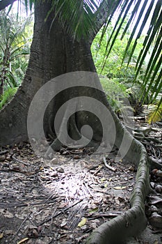 Rainforest Tree Landscape Buttress Roots Light