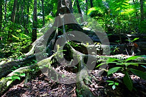 Rainforest tree Mossman Gorge