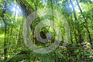 Rainforest tree Mossman Gorge