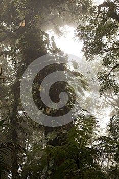 Rainforest tree s in Monteverde Cloud Forest, Costa Rica