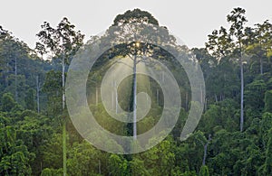 Rainforest tree during sunrise at Borneo Sabah