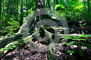 Rainforest tree Mossman Gorge photo