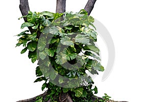 Rainforest tree trunk with tropical foliage plants