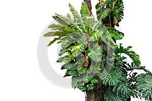 Rainforest tree trunk with tropical foliage plants, Monstera, go