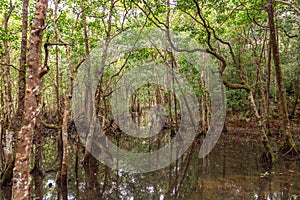 Rainforest tree trunks and roofs in the water, Queensland, Australia