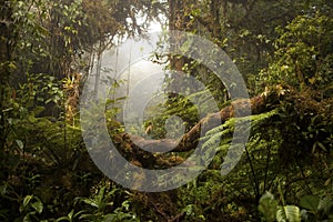 Rainforest trees in Monteverde Cloud Forest, Costa Rica