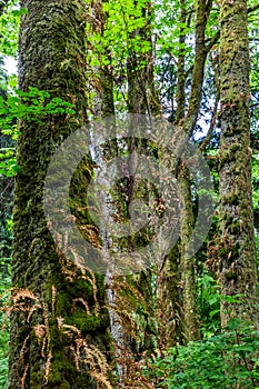 Rainforest Trees with Moss and Ferns