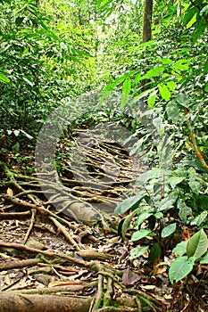 Rainforest Trek with Long Tree Roots