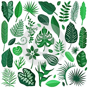 Rainforest Tropical Leaves Collection