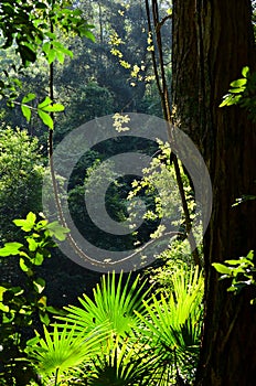 Rainforest understorey of vines and palms