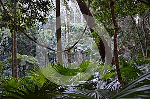 Rainforest understory