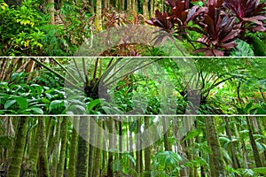 Rainforest variety combination panorama strips
