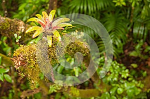 Rainforest vegetation