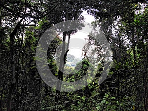 Rainforest view at Bukit Timah Hill