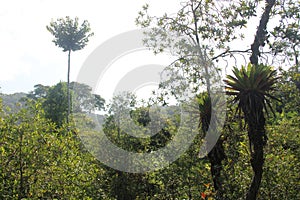 Rainforest View Tropical Tree Bromeliads