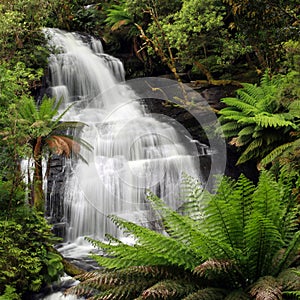 Rainforest Waterfall