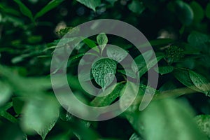 Rainforest wet foliage after rain with water drops on leave moody green color nature photography