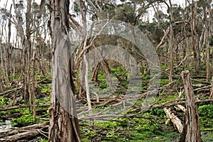 Rainforest in wet winter