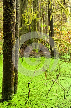 Rainforest wetland wildernis of West Coast BC