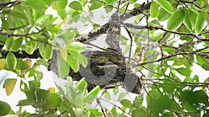 Rainforest Wildlife, Sloth in Costa Rica, Climbing a Tree, Brown Throated Three Toed Sloth (bradypus