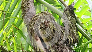 Rainforest Wildlife, Sloth in Costa Rica, Climbing a Tree, Brown Throated Three Toed Sloth (bradypus