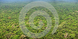 Rainforests. View from above. Panoramic photo. Sigiriya, Sri Lan