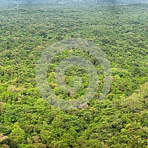 Rainforests. View from above. Sigiriya, Polonnaruwa, Sri Lanka