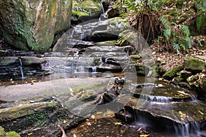 RainforestStream