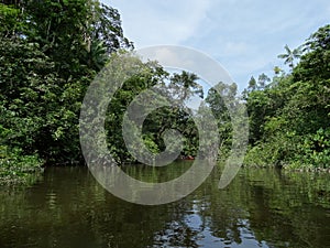 Rainforrest french guyane