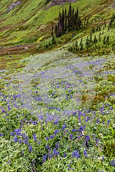 Rainier Alpine Wildflowers