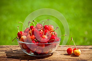 Rainier Cherries in a bowl on green grass