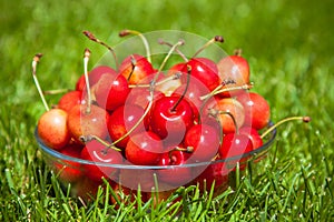 Rainier Cherries in a bowl on green grass