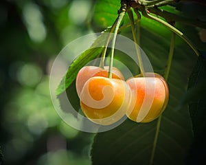 Rainier cherries hanging on branch harvest season at Yakima Valley, Washington, USA