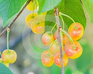 Rainier cherries hanging on branch harvest season at Yakima Valley, Washington, USA