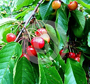 Rainier sweet cherries with damaged leaves