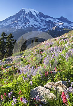 Mount Rainier Wildflowers photo